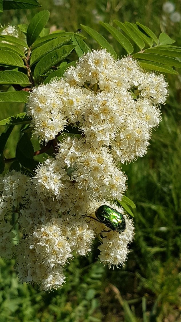 Essbare Vogelbeere / Eberesche 'Edulis' - Sorbus aucuparia 'Edulis' -  Baumschule Horstmann