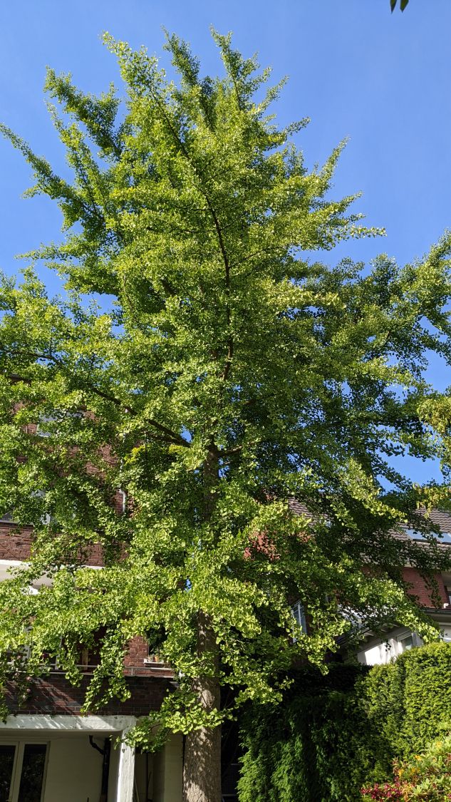 Ginkgo biloba 150 cm 4l Ginkgobaum Ginko Fächerblattbaum 