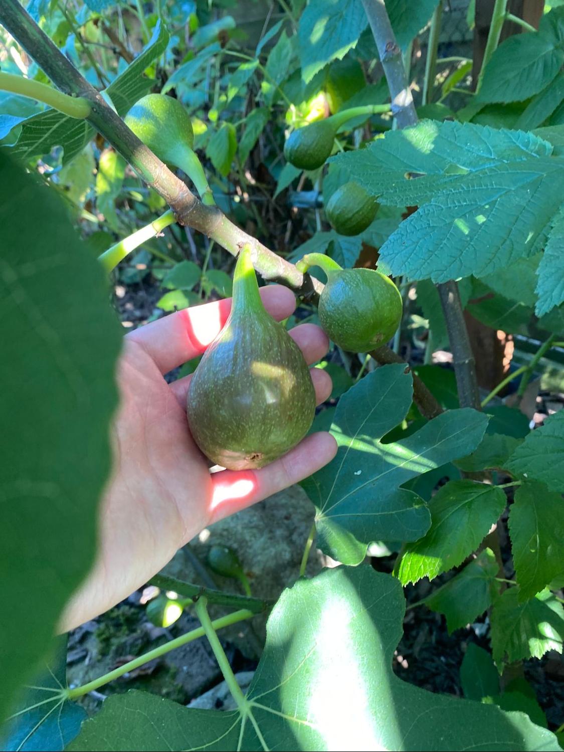 Feige 'Brown Turkey' - Ficus carica 'Brown Turkey' - Baumschule Horstmann