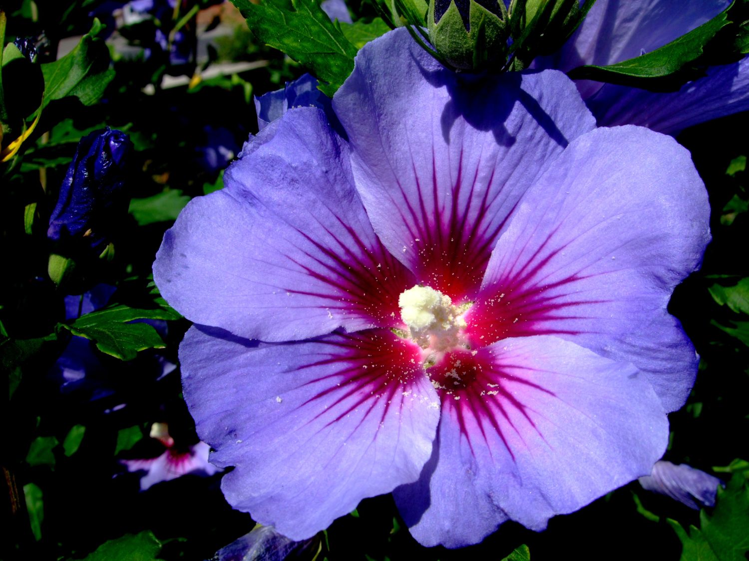 Garteneibisch 'Blue Bird' / 'Oiseau Bleu' - Hibiscus syriacus 'Blue Bird' /  'Oiseau Bleu' - Baumschule Horstmann