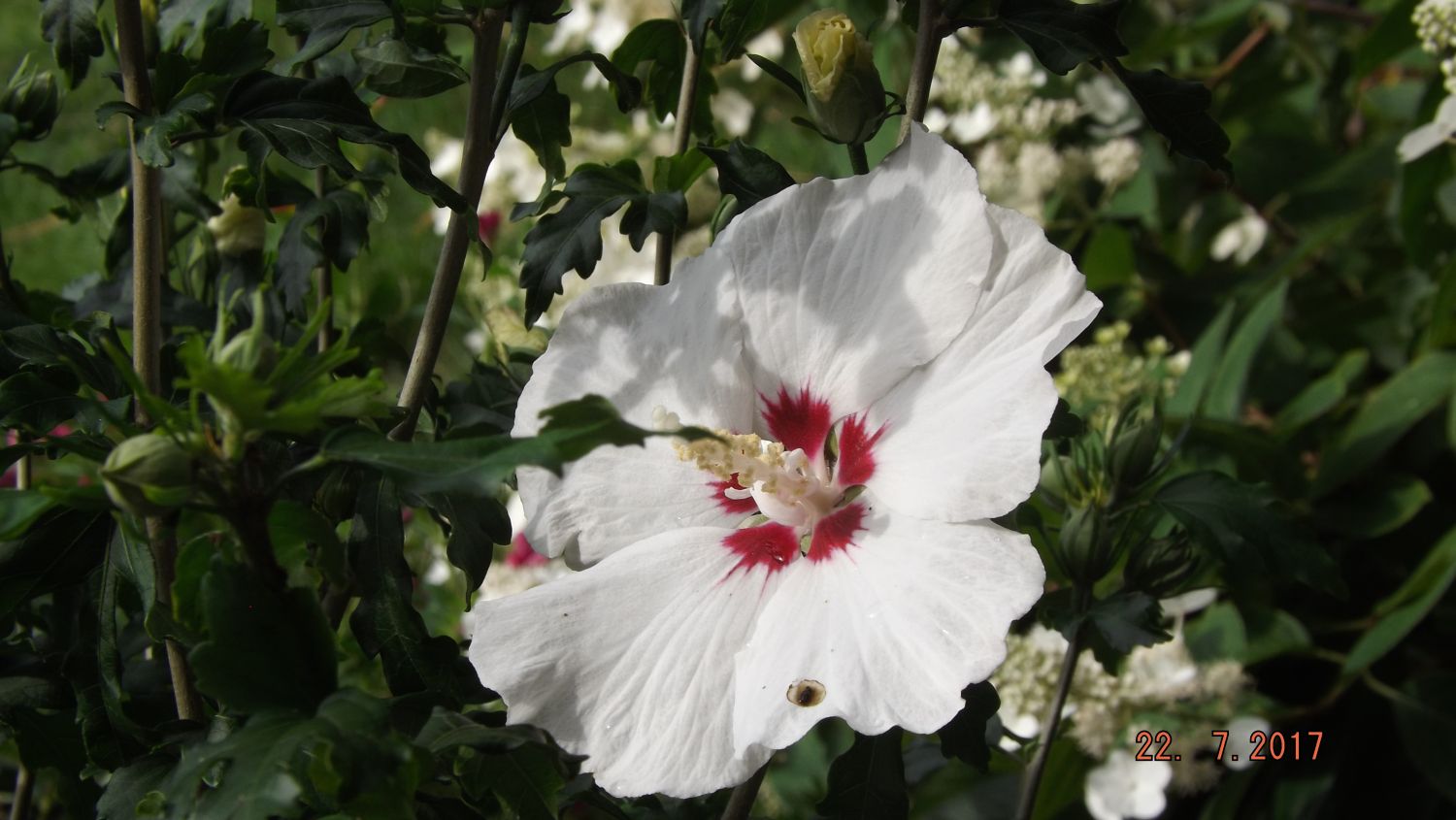 \'Red - - Hibiscus Garteneibisch syriacus Horstmann Heart\' \'Red Heart\' Baumschule