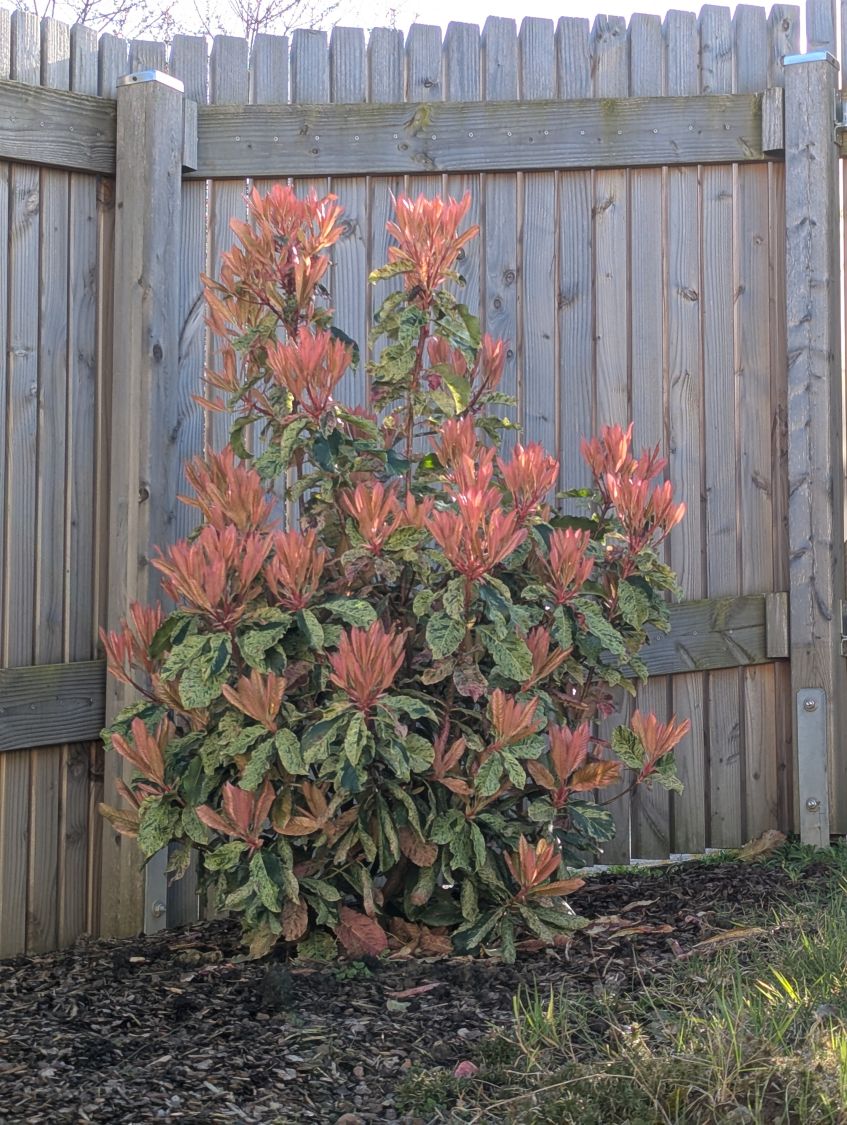 Glanzmispel 'Pink Crispy'  - Photinia x fraseri 'Pink Crispy'  -  Baumschule Horstmann