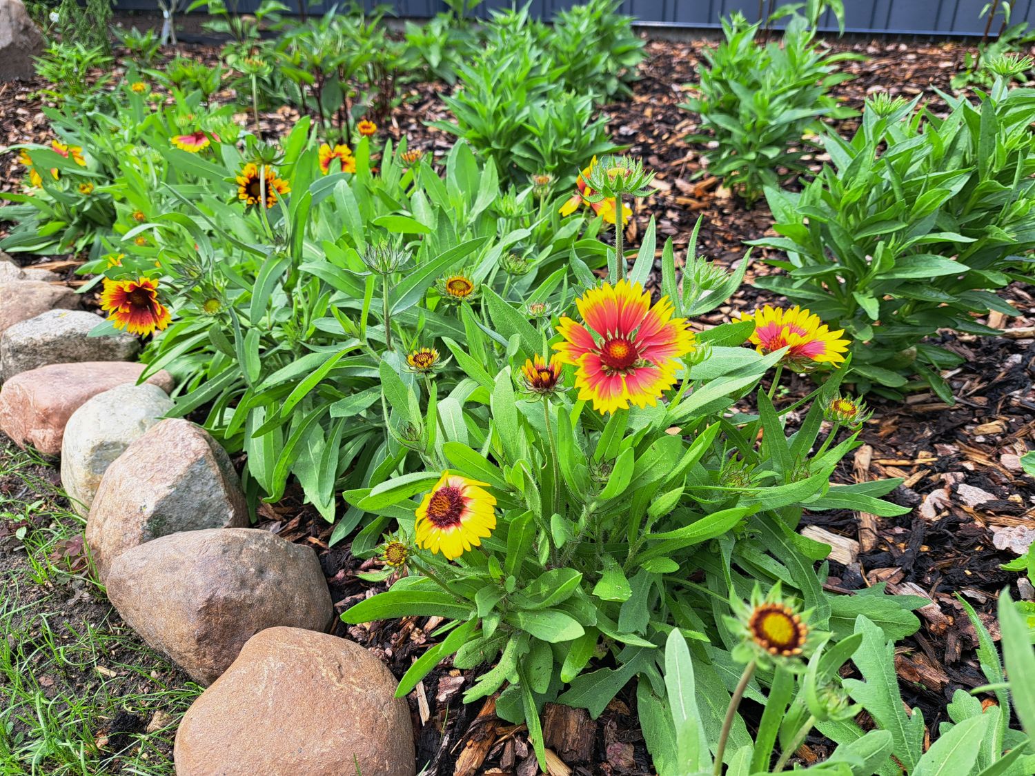 Groblumige Kokardenblume 'Kobold' - Beste Sorten & Stauden-Wissen