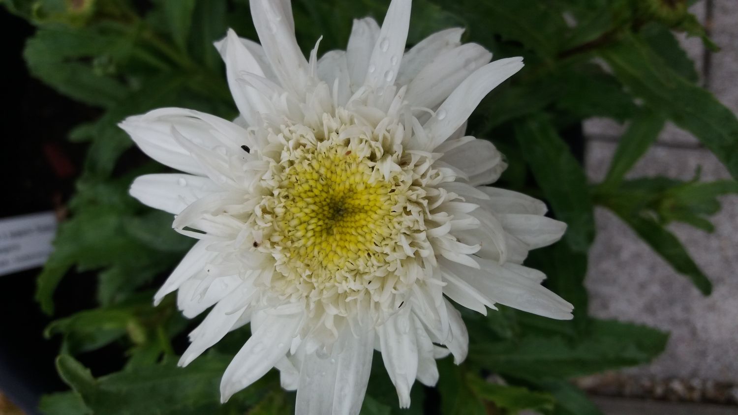 85+ Großblumige Chrysanthemen Pflanzen Kaufen Youngaspiringpilot