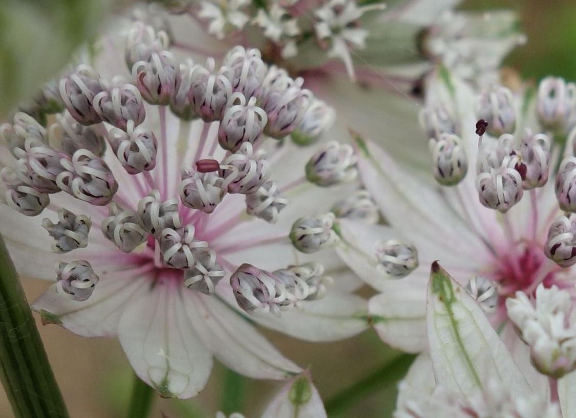 Groe Sterndolde (Astrantia major) - perfekte Stauden & Ratgeber