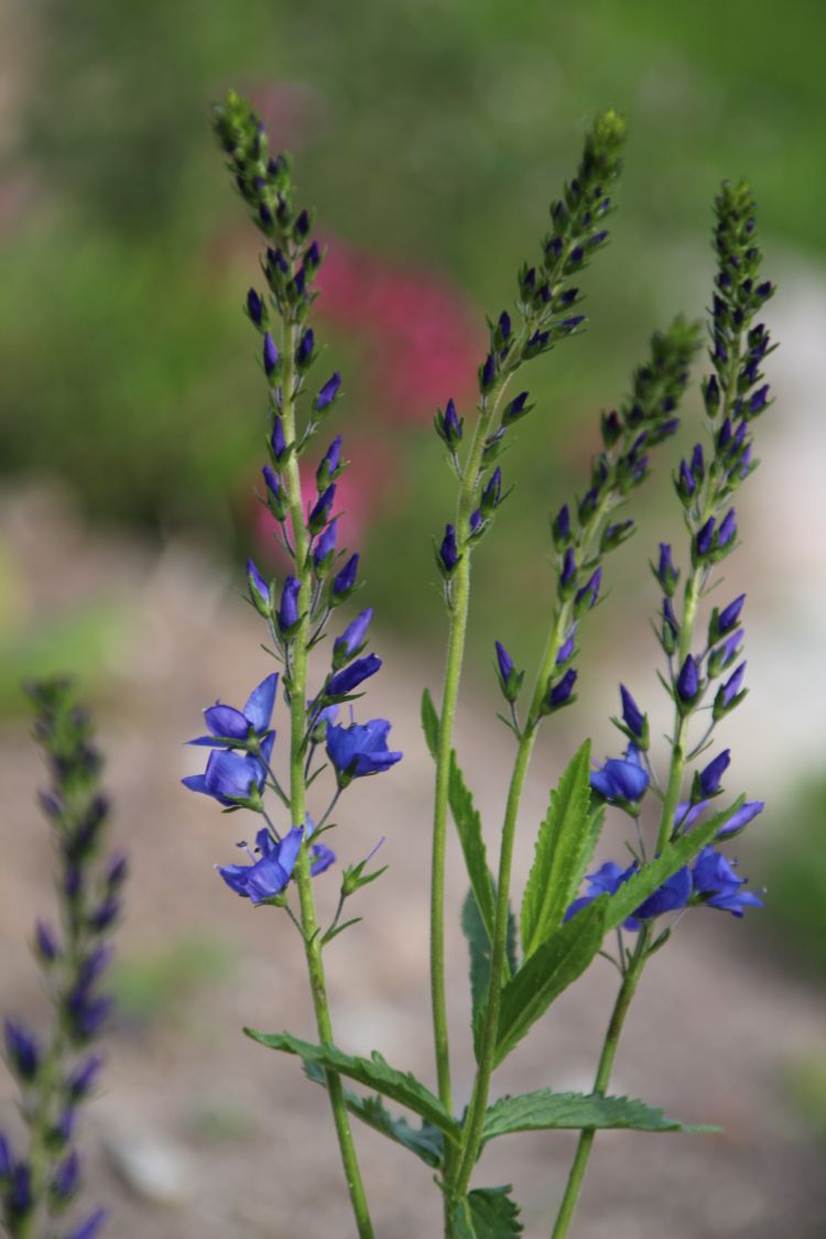 Großer Ehrenpreis 'Knallblau' Veronica teucrium 'Knallblau