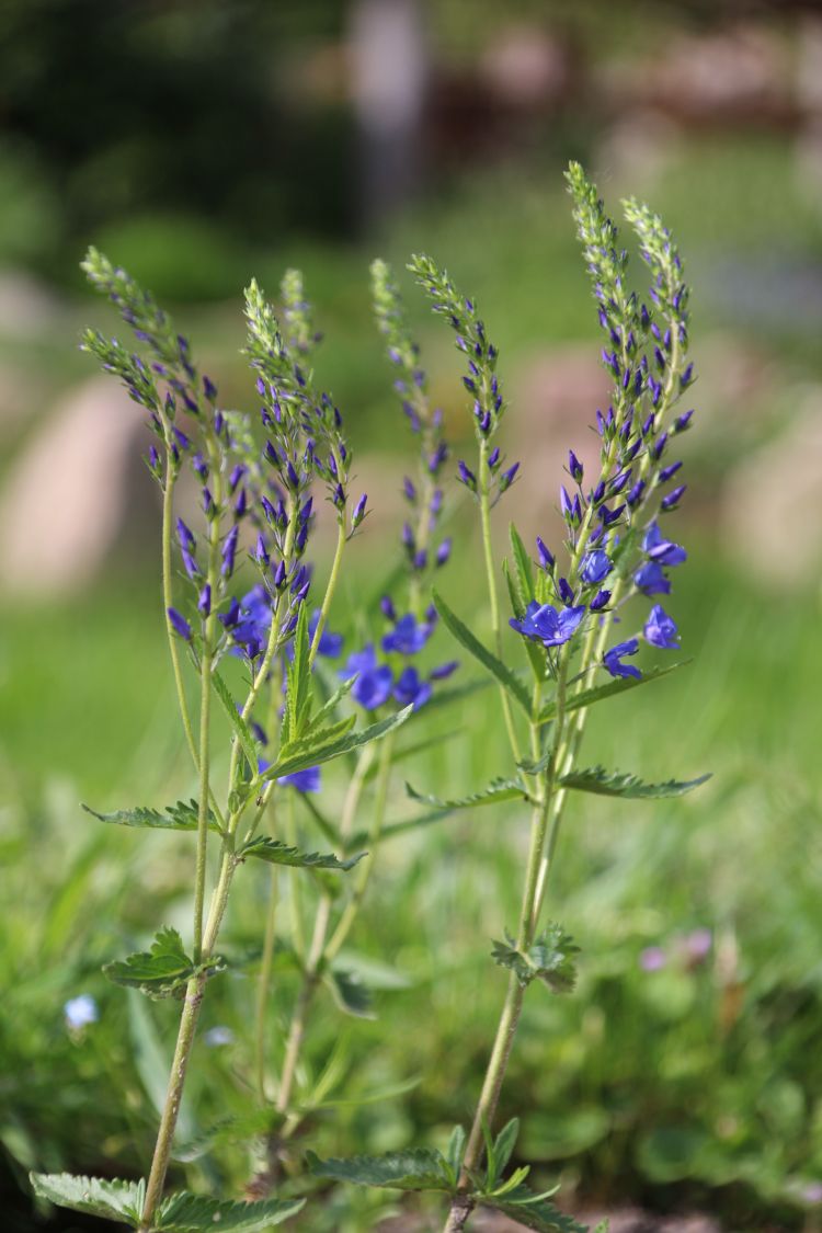 Großer Ehrenpreis 'Knallblau' Veronica teucrium 'Knallblau