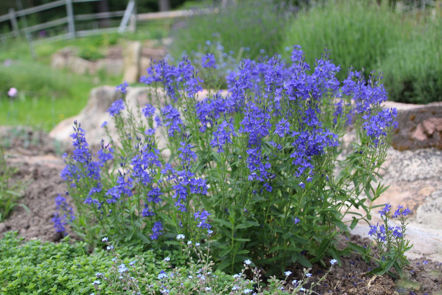 Großer Ehrenpreis 'Knallblau' Veronica teucrium 'Knallblau