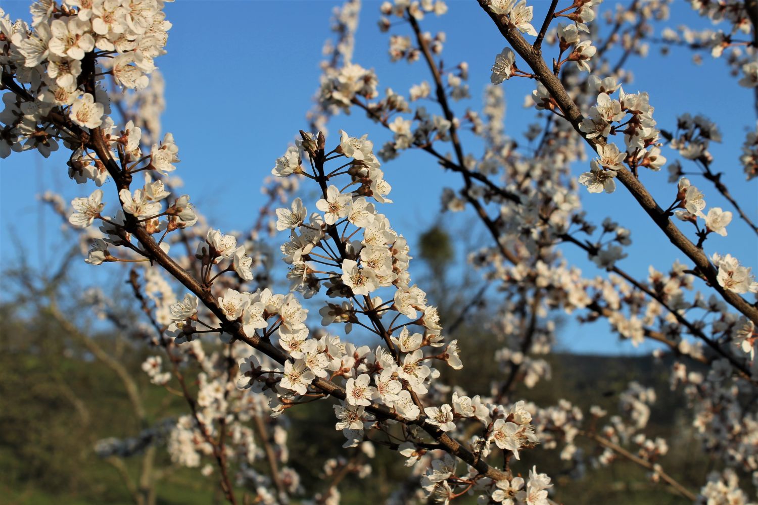 Großfrüchtige / Essbare Blutpflaume 'Trailblazer' / 'Hollywood' - Prunus  cerasifera 'Trailblazer' / 'Hollywood' - Baumschule Horstmann