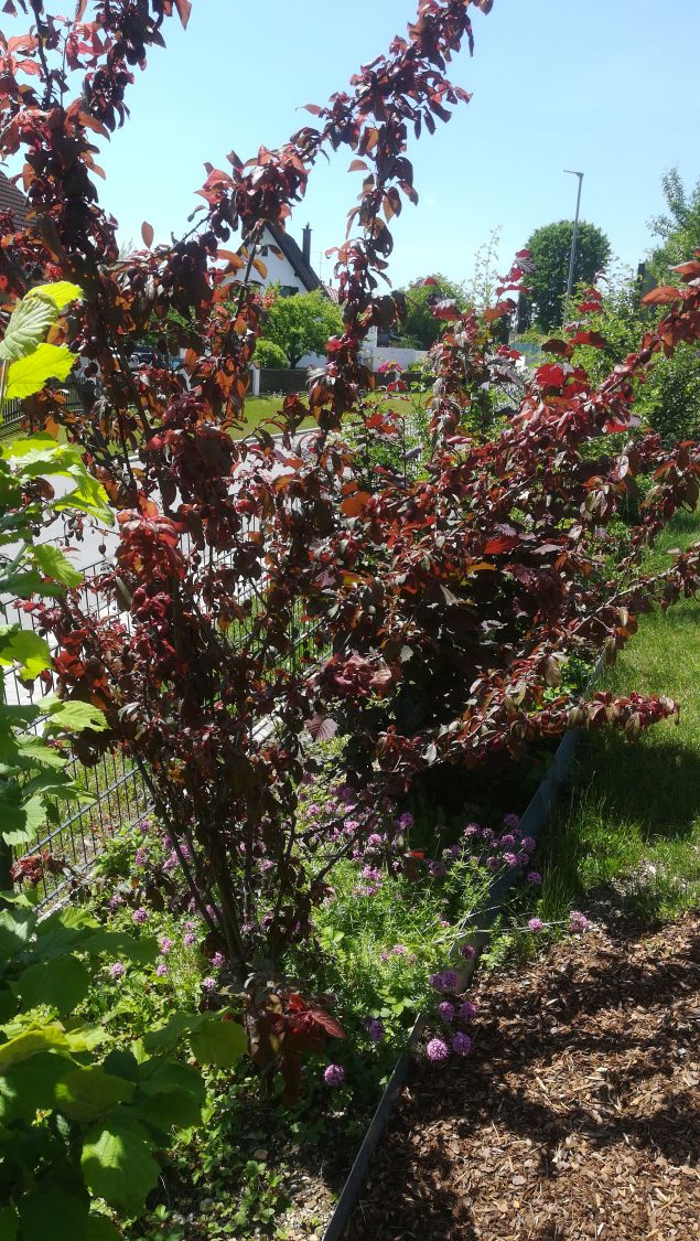 Großfrüchtige / Essbare Blutpflaume 'Trailblazer' / 'Hollywood' - Prunus  cerasifera 'Trailblazer' / 'Hollywood' - Baumschule Horstmann