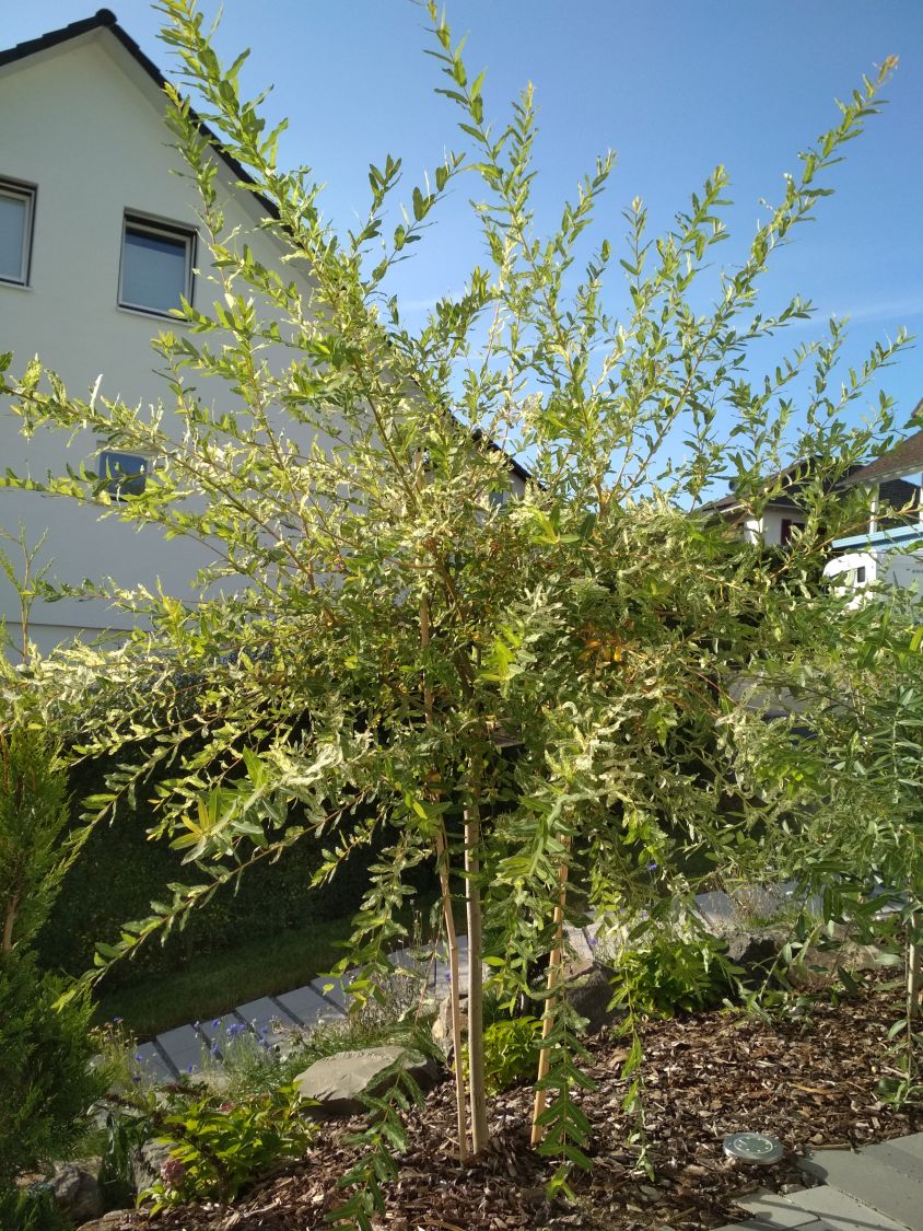 Harlekinweide / Zierweide 'Hakuro Nishiki' - Salix integra 'Hakuro Nishiki'  - Baumschule Horstmann