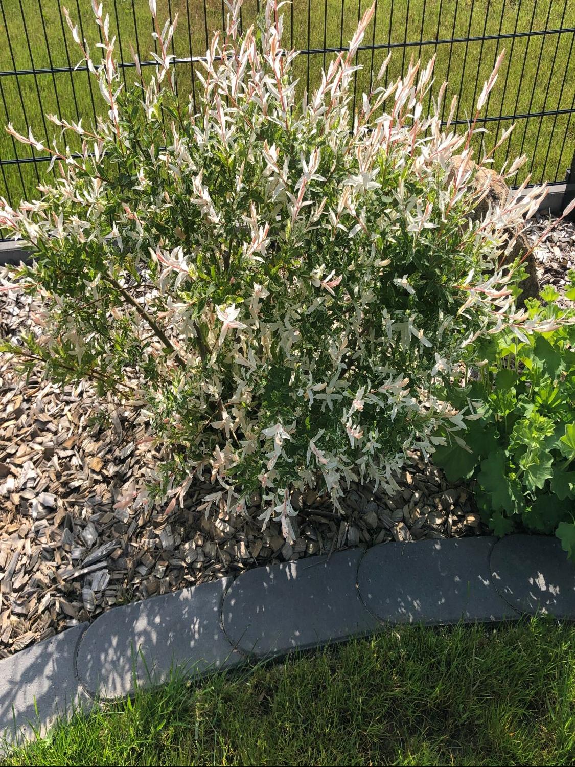 Harlekinweide / Zierweide 'Hakuro Nishiki' - Salix integra 'Hakuro Nishiki'  - Baumschule Horstmann