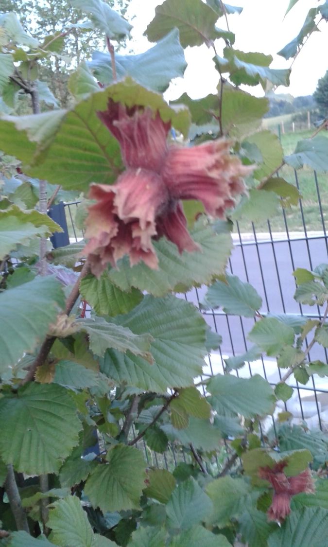 Haselnuss 'Hallesche Riesennuss' - Corylus avellana 'Hallesche Riesennuss'  - Baumschule Horstmann