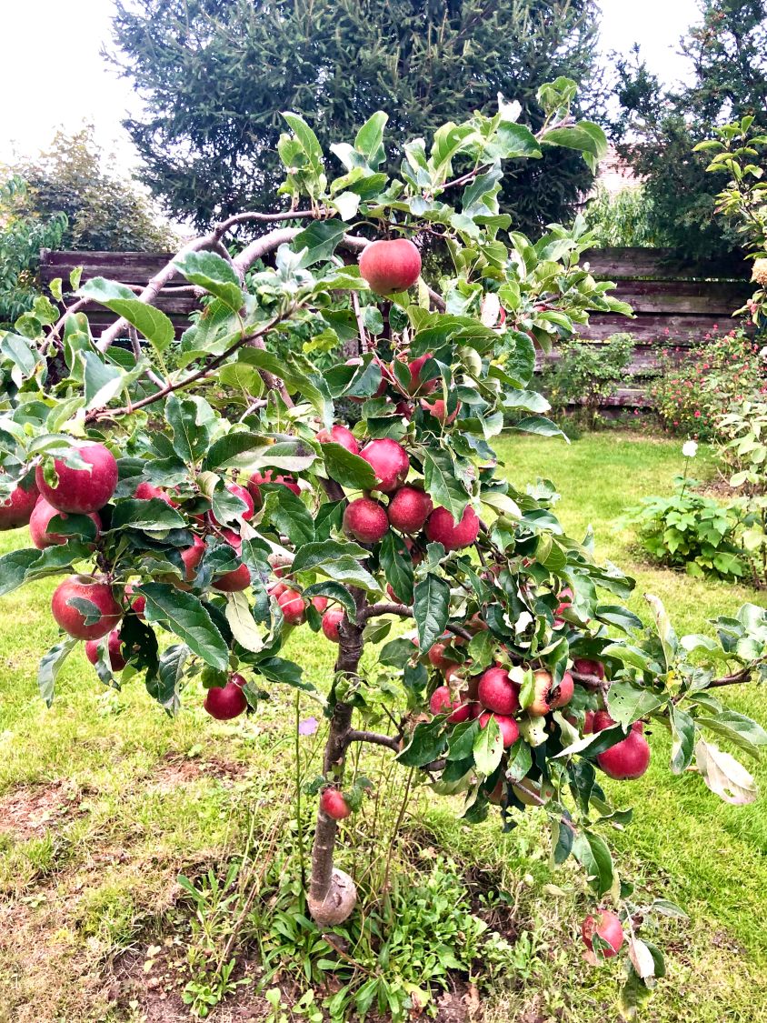 Herbstapfel \'Gravensteiner\' - Malus \'Gravensteiner\' - Baumschule Horstmann