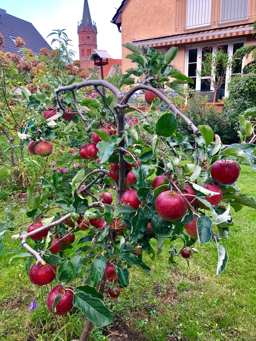 Herbstapfel 'Gravensteiner' - Malus 'Gravensteiner' - Baumschule Horstmann