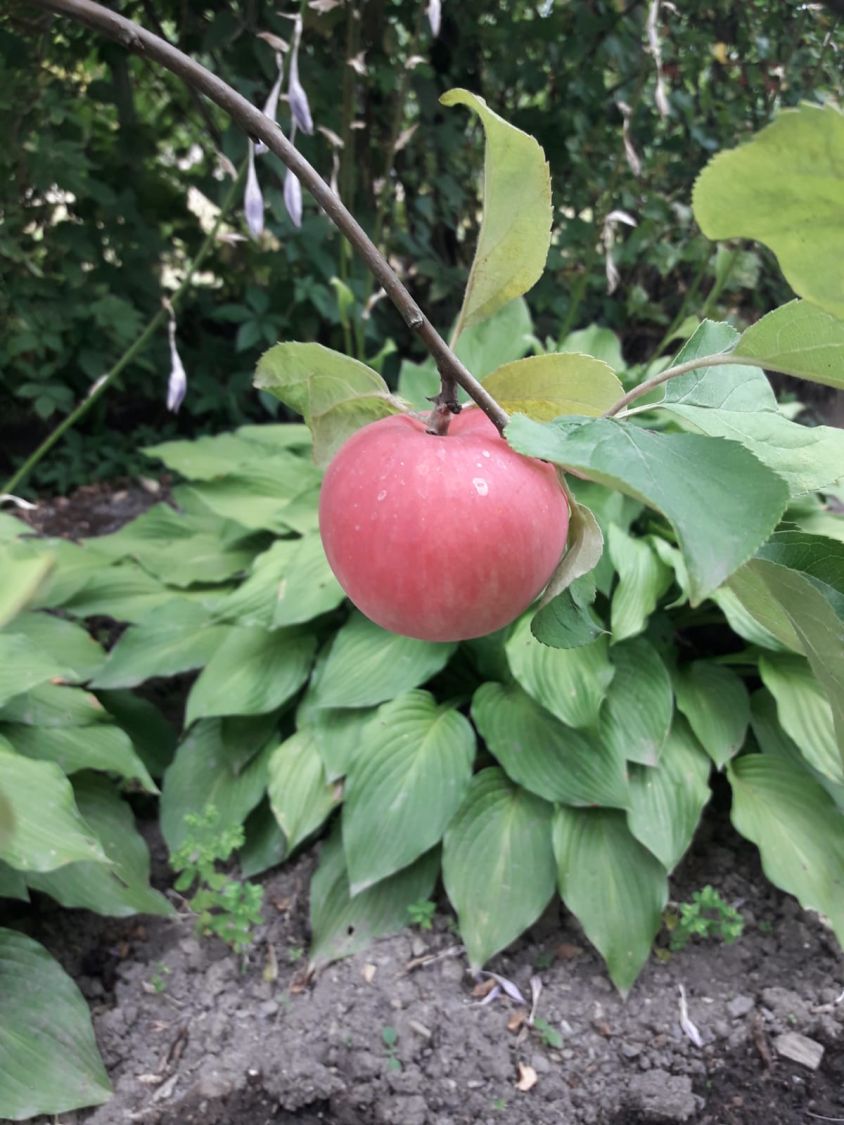 Herbstapfel 'Gravensteiner' - Malus 'Gravensteiner' - Baumschule Horstmann