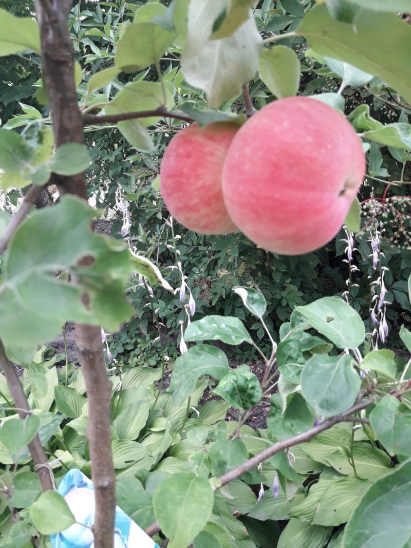 Herbstapfel 'Gravensteiner' - Malus 'Gravensteiner' - Baumschule Horstmann