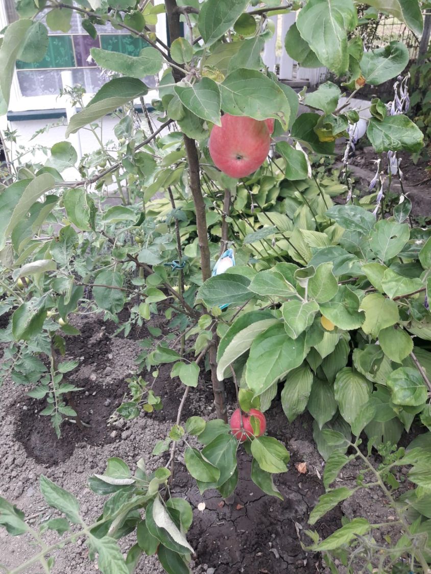 Herbstapfel 'Gravensteiner' - Malus 'Gravensteiner' - Baumschule Horstmann