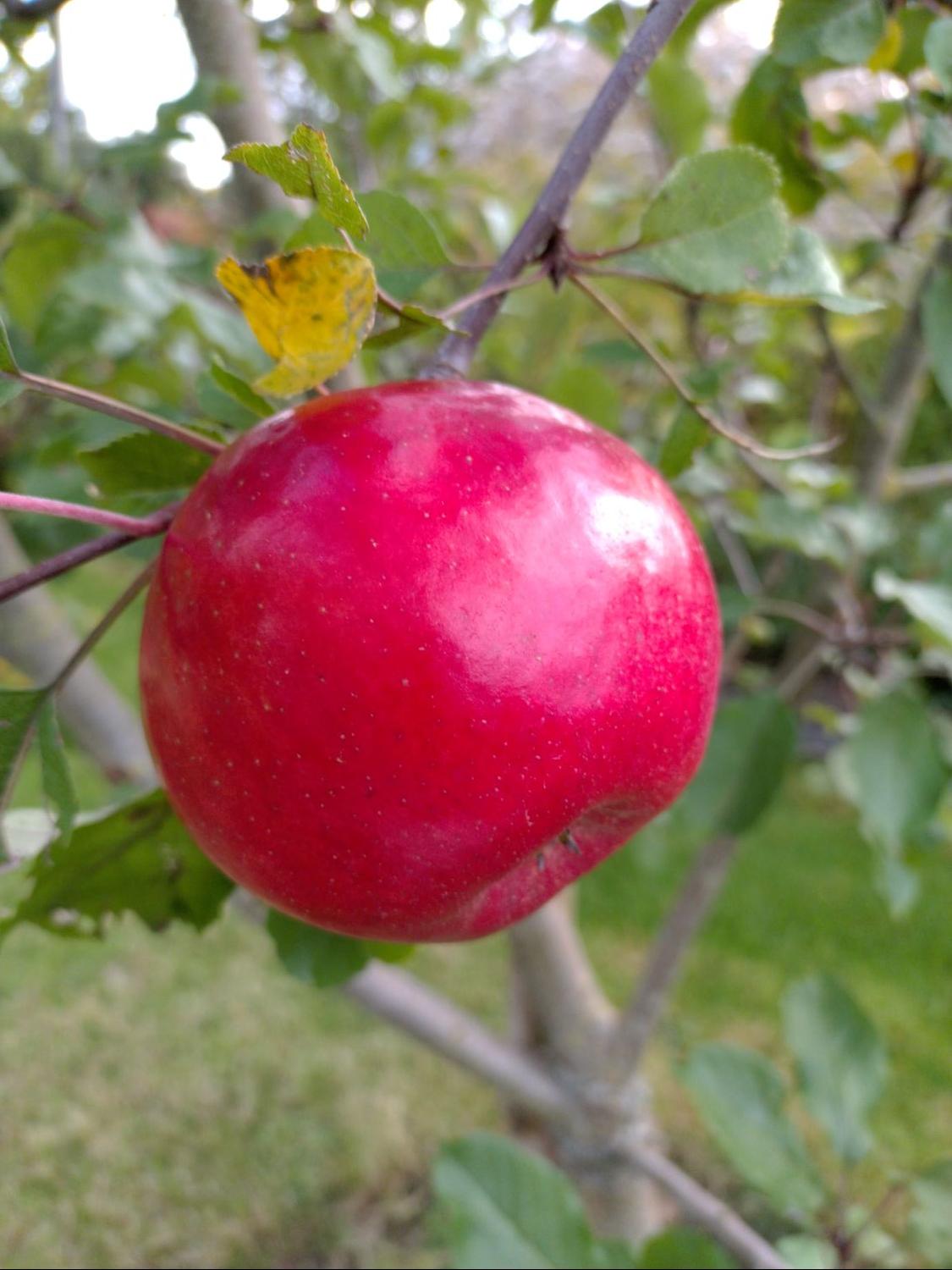 Herbstapfel 'Santana' - Malus 'Santana' - Baumschule Horstmann