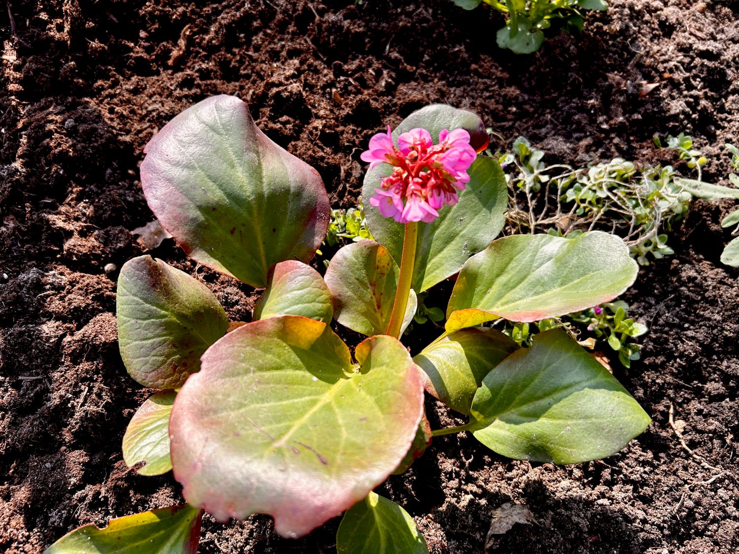 Herzblttrige Bergenie 'Purpurea' - Beste Sorten & Stauden-Wissen