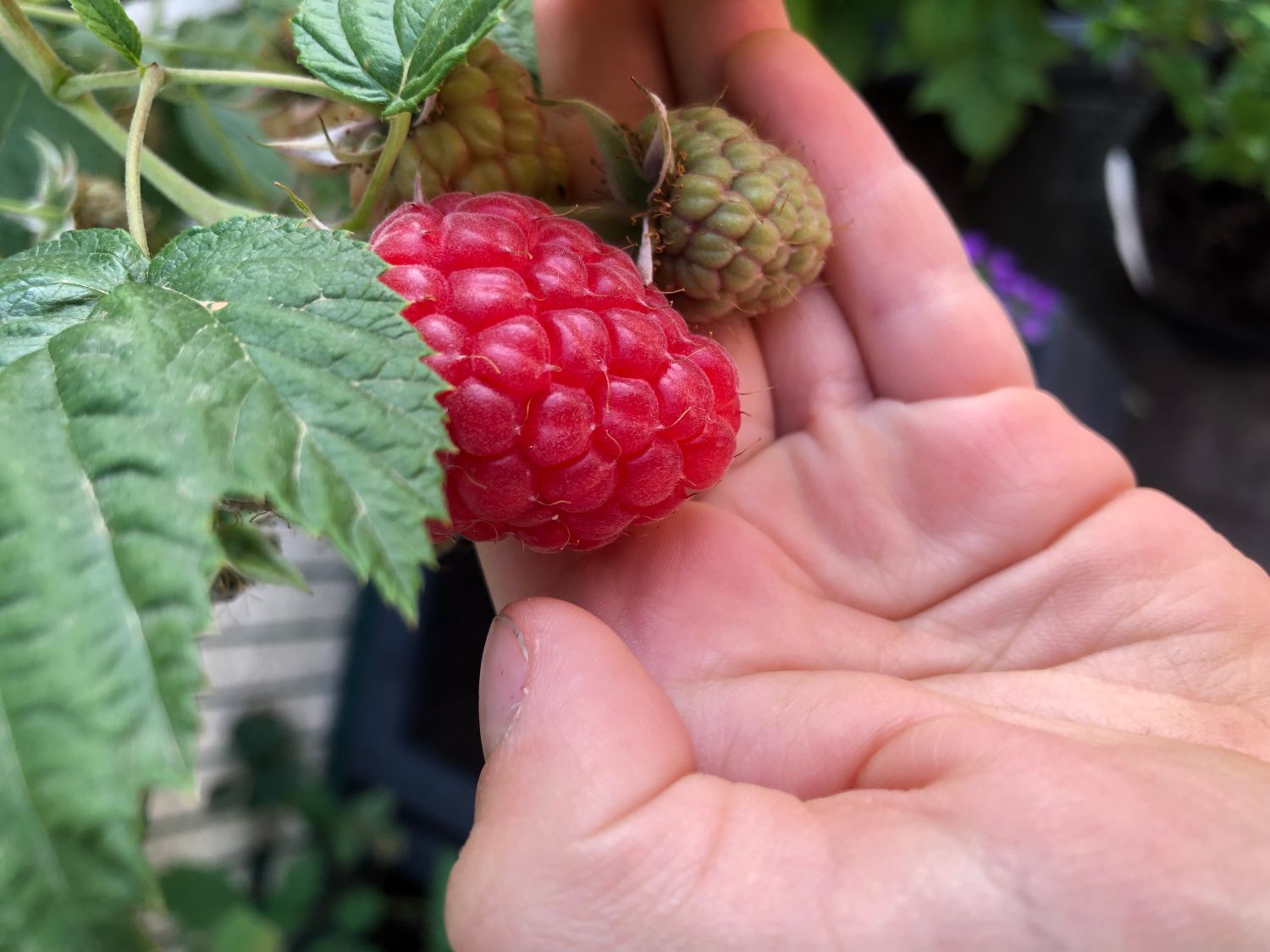 Himbeere 'Glen Ample' - Rubus idaeus 'Glen Ample' - Baumschule Horstmann