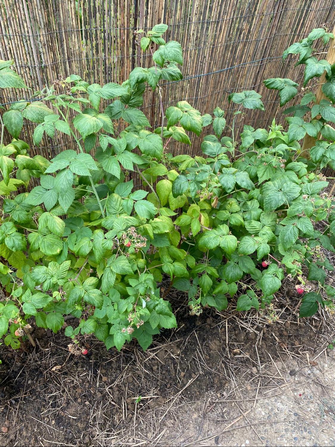 Himbeere 'Sanibelle' ® - Rubus idaeus 'Sanibelle' ® - Baumschule Horstmann