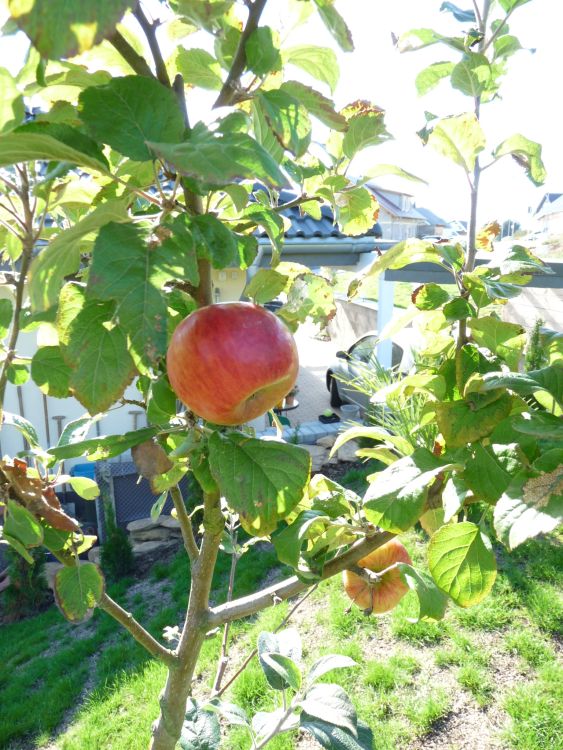 Familienbaum Apfel mit 3 verschiedenen Sorten!