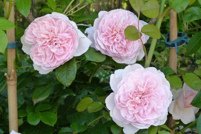 Englische Rose 'Wild Eve' - Alles erfahren über Blüte, Duft & Co.