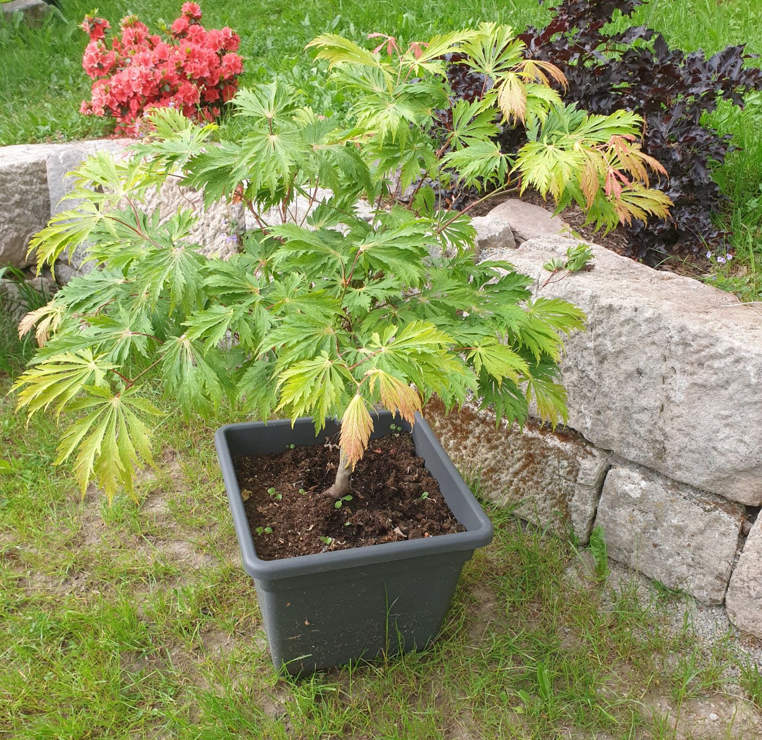 Japanischer Ahorn / Eisenhutblttriger Ahorn 'Aconitifolium' - Acer  japonicum 'Aconitifolium' - Baumschule Horstmann