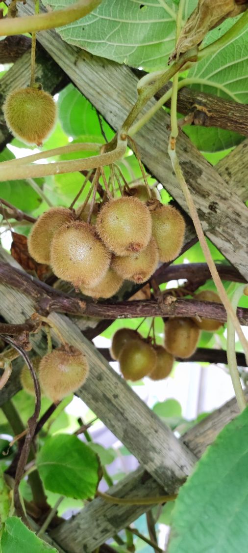 Kiwi 'Jenny' / 'Yennie' - Actinidia deliciosa 'Jenny' / 'Yennie'  (selbstfruchtend) - Baumschule Horstmann