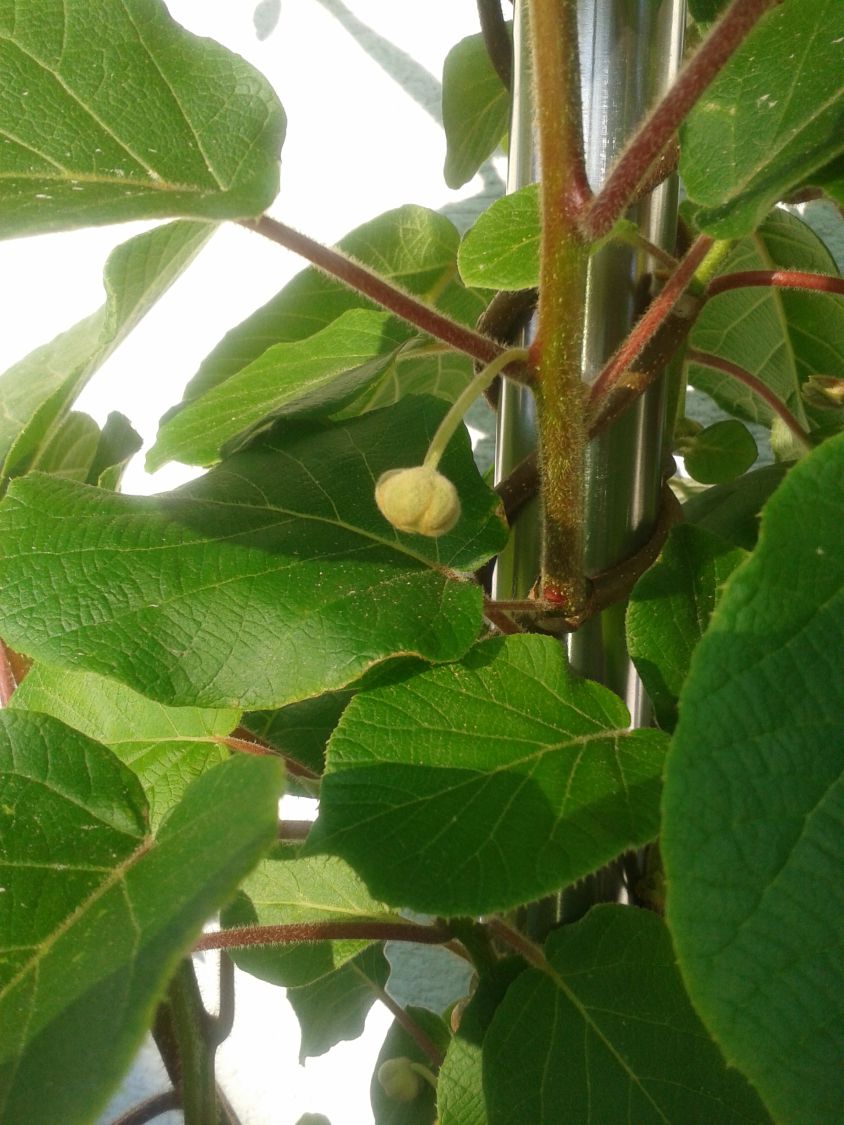 Kiwipaket 'Hayward' weiblich und 'Atlas' / männlich - Actinidia deliciosa  'Hayward'/ 'Female' und 'Atlas'/ 'Male' - Baumschule Horstmann