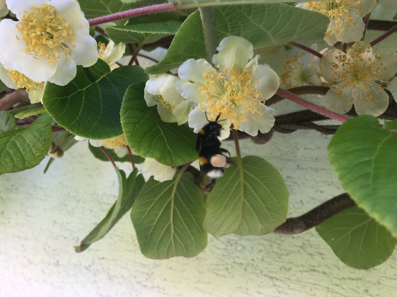 Kiwipaket 'Hayward' weiblich und 'Atlas' / männlich - Actinidia deliciosa  'Hayward'/ 'Female' und 'Atlas'/ 'Male' - Baumschule Horstmann