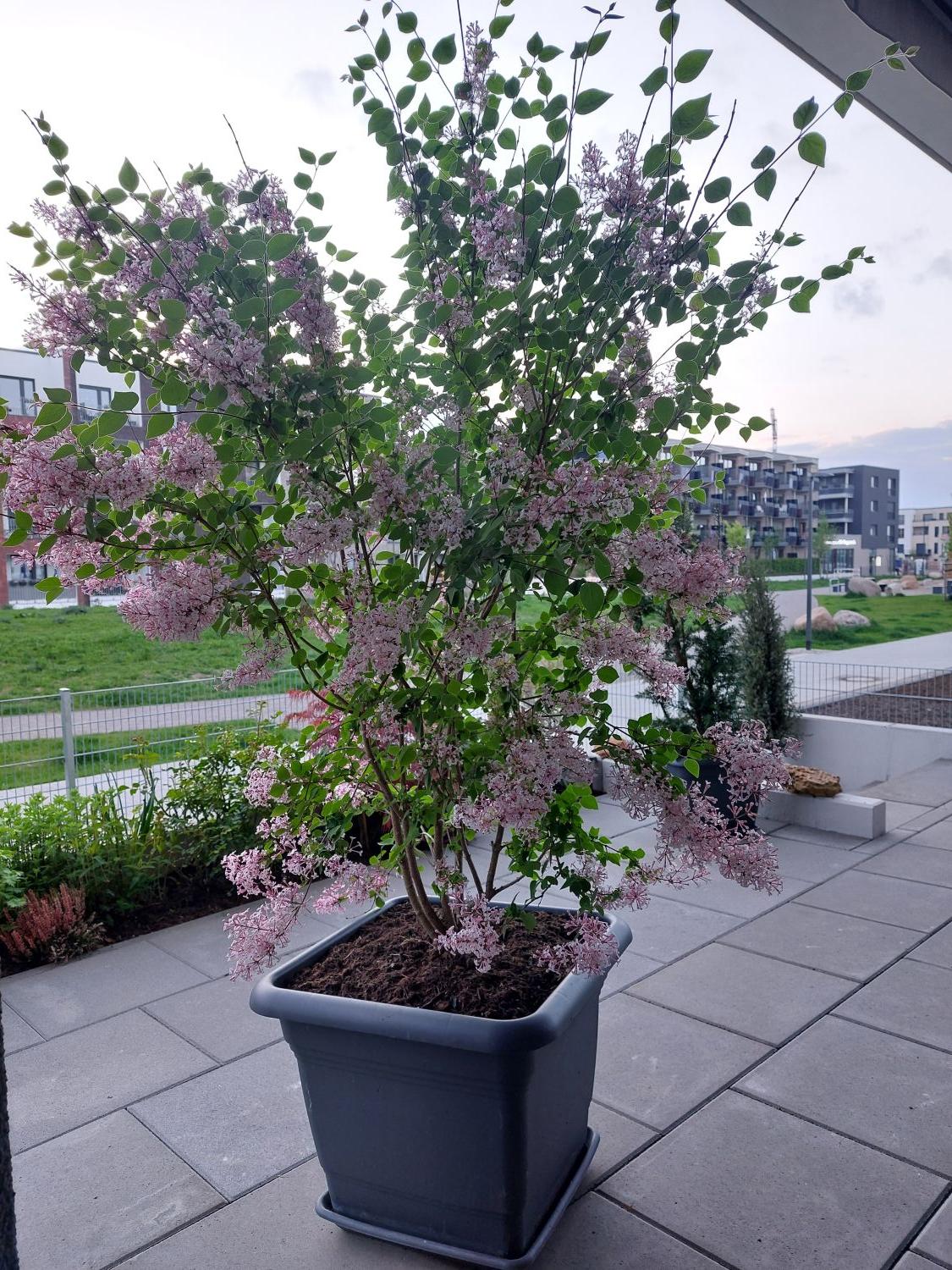 Kleinblttriger Herbstflieder 'Superba' - Syringa microphylla 'Superba' -  Baumschule Horstmann