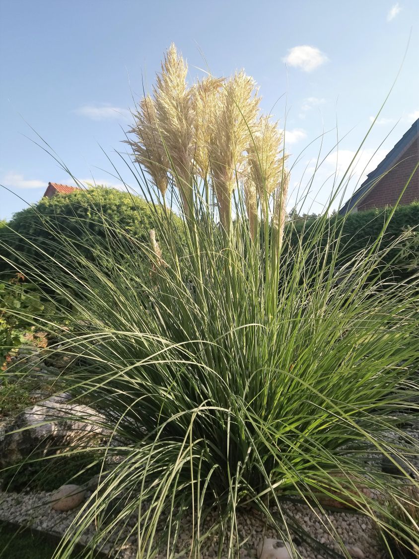 Cortaderia Selloana Pampas Grass Hardy To Zone 7 Looks