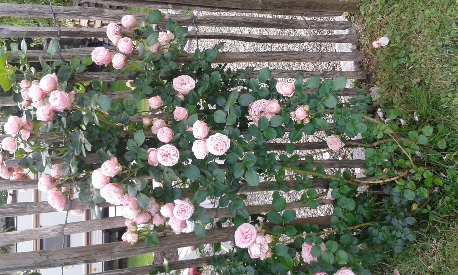 Kletterrose 'Giardina' ® Rosa 'Giardina' ® Baumschule