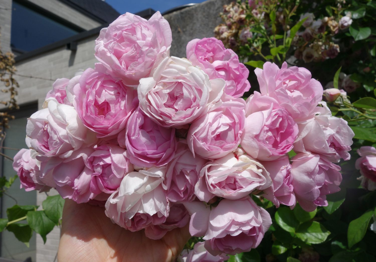 Kletterrose 'Jasmina'