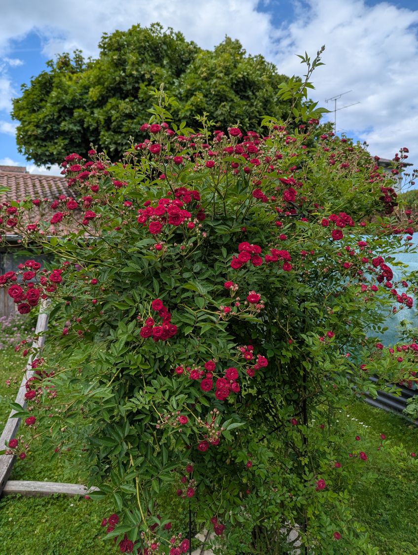 Kletterrose 'Perennial Domino'  - Beste Sorten & Rosen-Wissen
