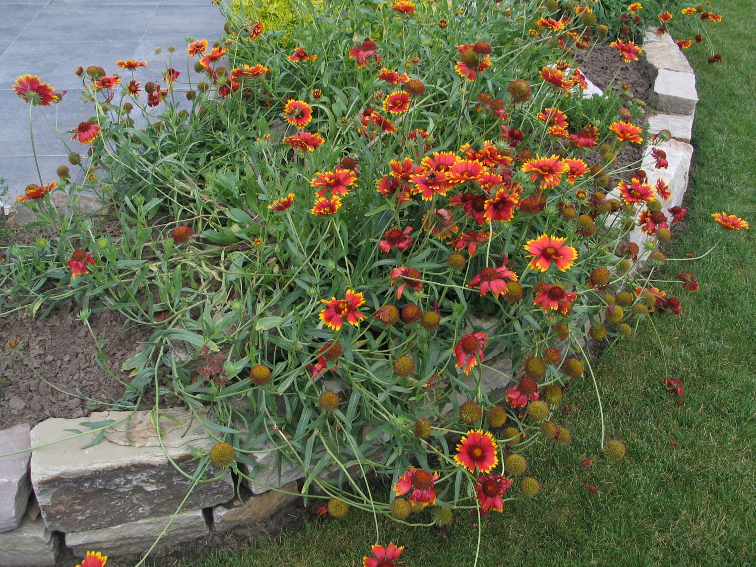 Gaillardia sun outlet