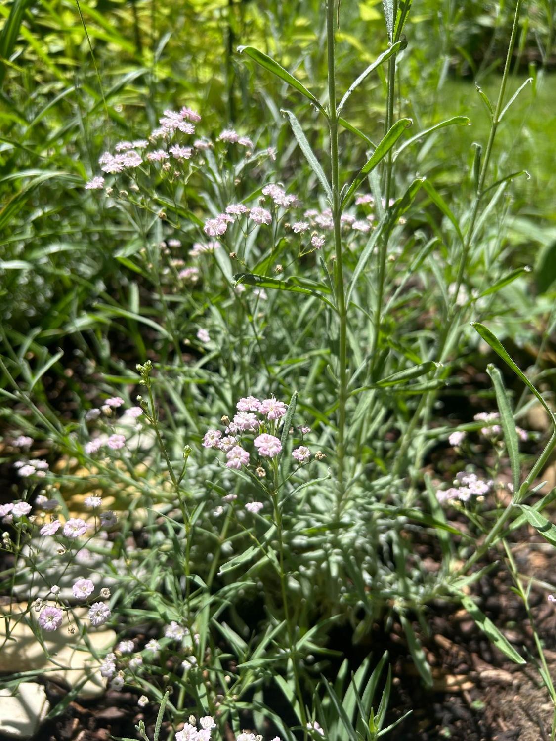 Kriechendes Schleierkraut 'Rosenschleier'