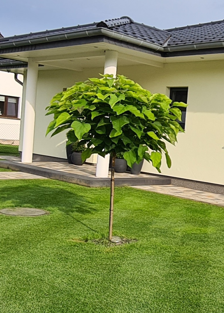 Kugel-Trompetenbaum Catalpa bignonioides Nana Dünger !! Höhe: 170-180 cm 