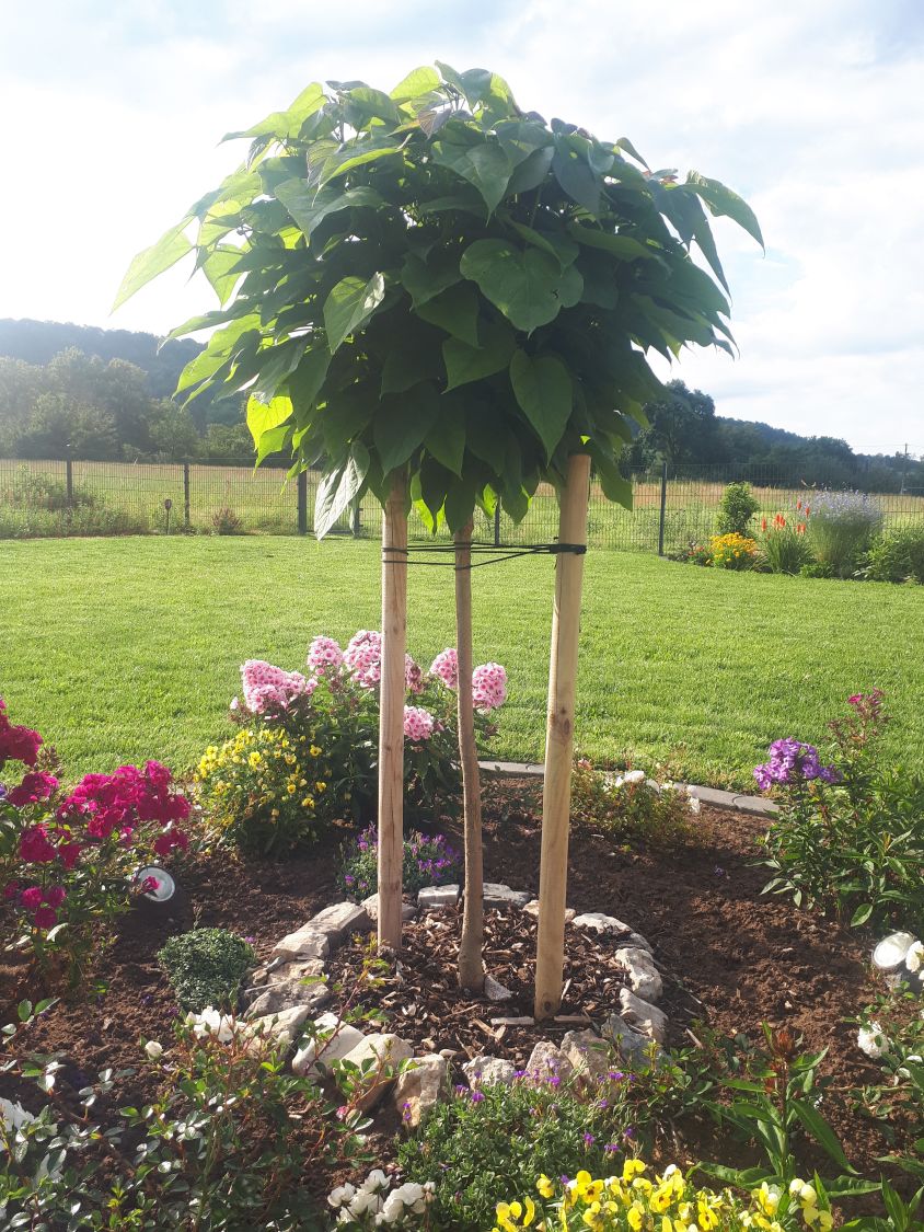 Balle-trompetenbaum engrais stammhöhe: 180 cm Catalpa Nana hauteur: 250 cm