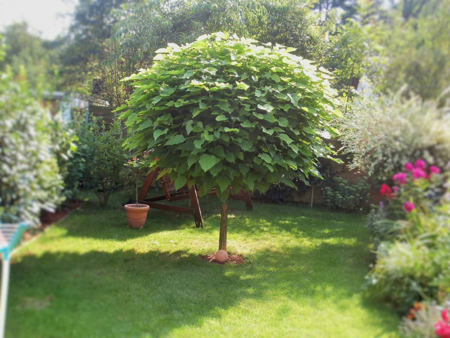 Balle-trompetenbaum engrais stammhöhe: 180 cm Catalpa Nana hauteur: 250 cm