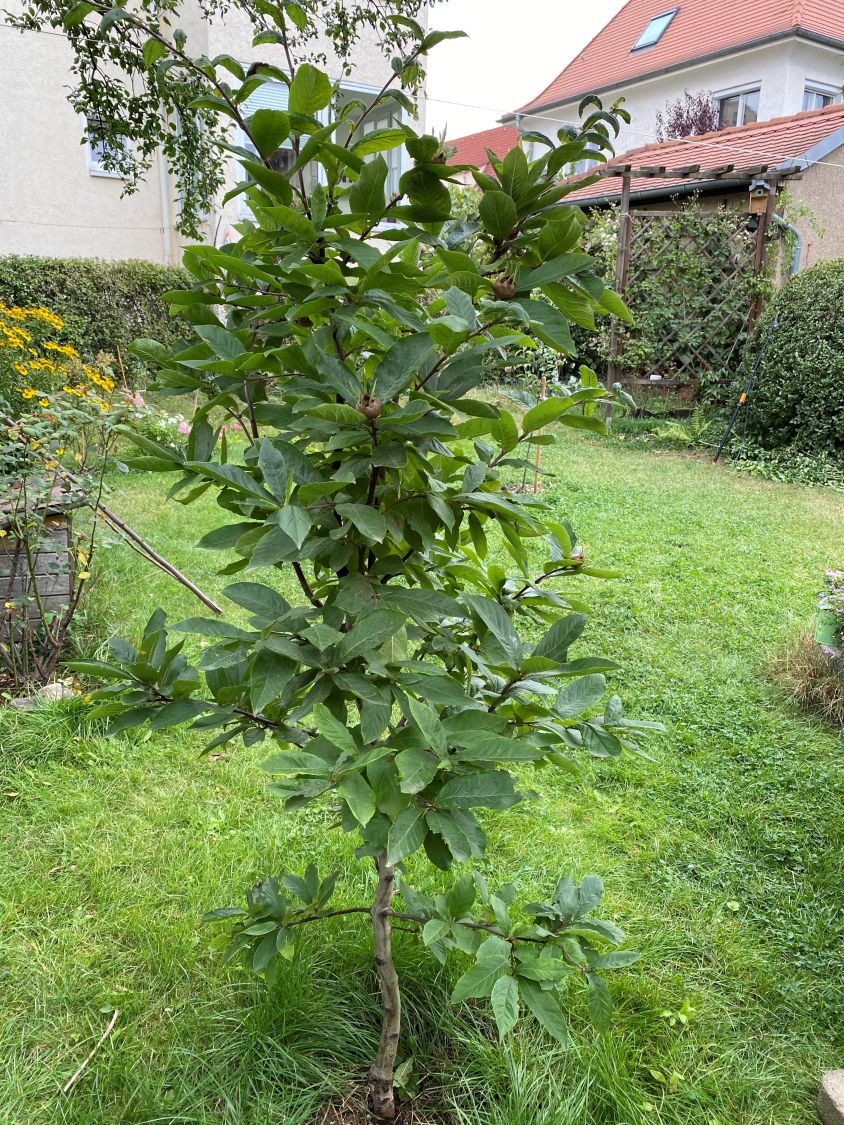 Mispel, großfrüchtig / Echte Mispel - Mespilus germanica - Baumschule  Horstmann