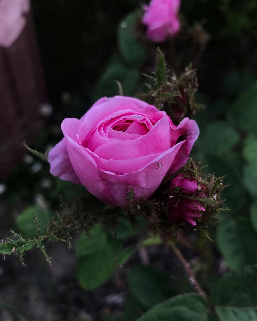 Moos-Rose / Wildrose 'Muscosa' - Schönste Rosen & Expertenwissen