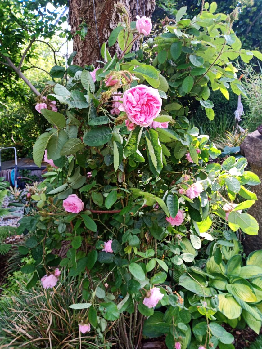 Moos-Rose / Wildrose 'Muscosa' - Schönste Rosen & Expertenwissen