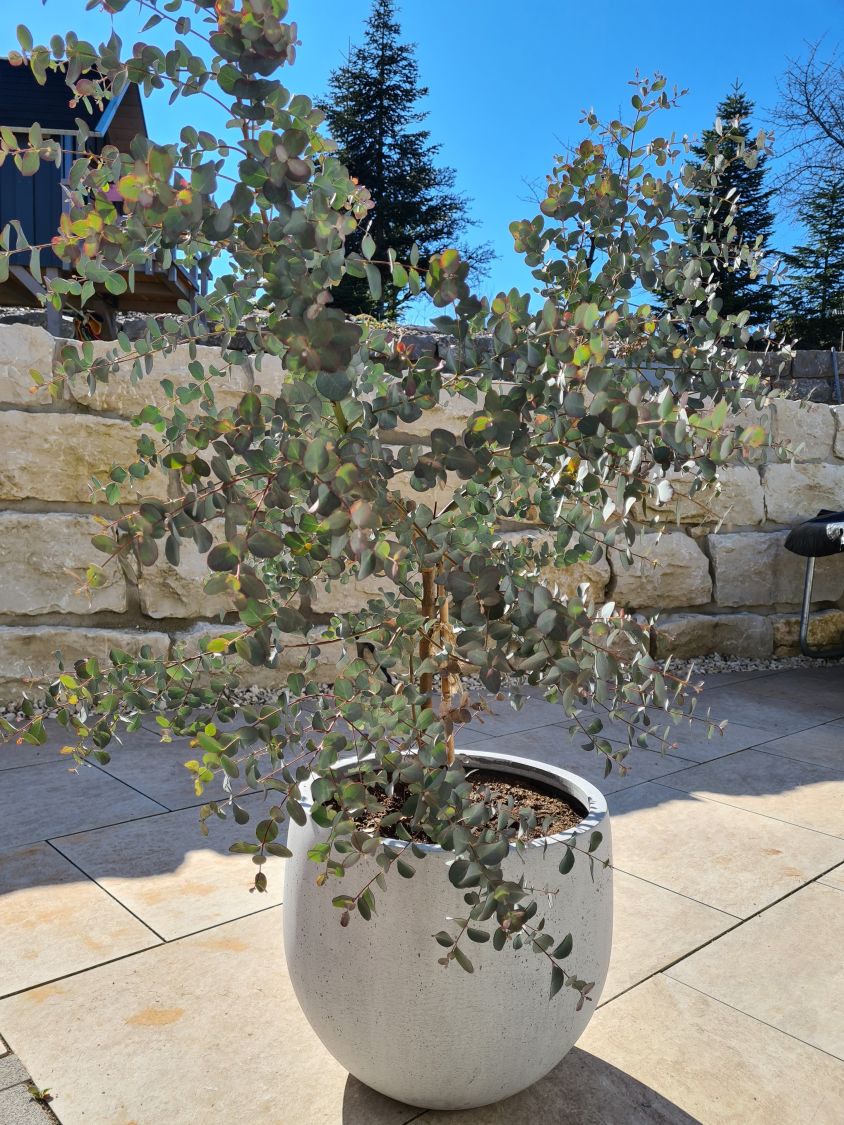 Eukalyptus Pflanze Pavola Eucalyptus Strauch frisch Topfpflanze Euca 52 cm 
