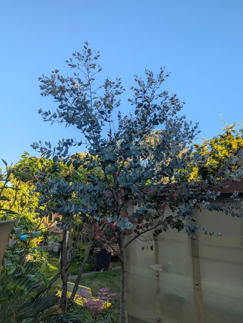 Mostgummi-Eukalyptus - Eucalyptus gunnii - Baumschule Horstmann