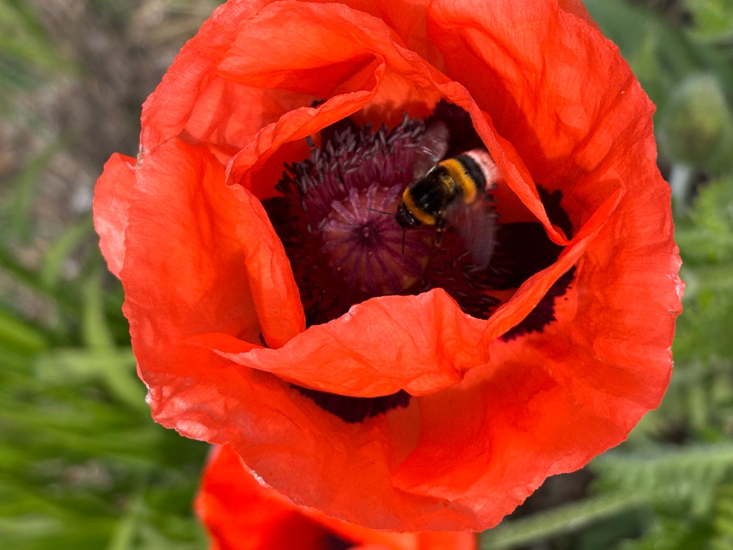 Orientalischer Mohn