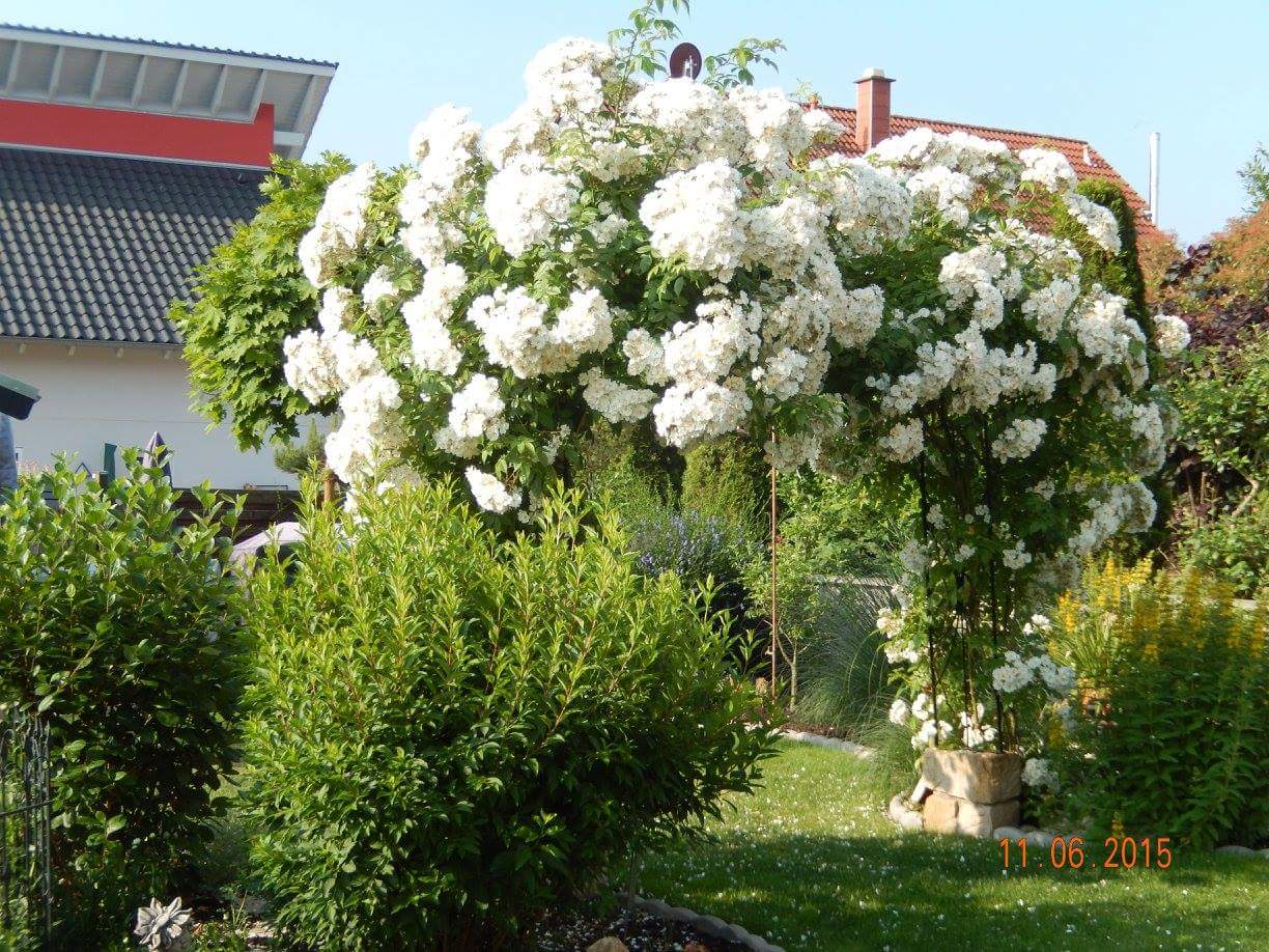Ramblerrose 'Bobby James' Rosa 'Bobby James' Baumschule Horstmann