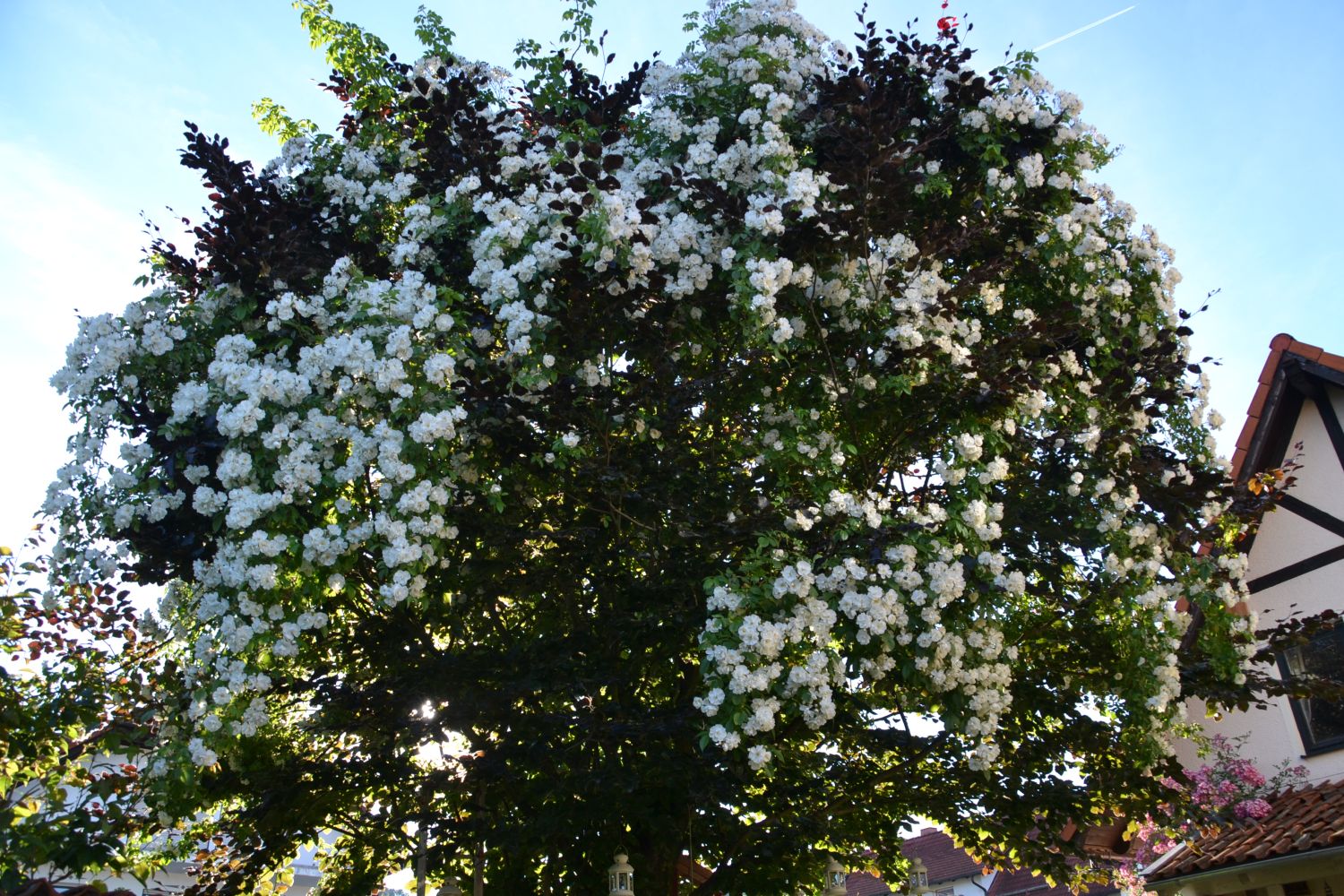 Ramblerrose 'Bobby James' - Alles erfahren über Blüte, Duft & Co.